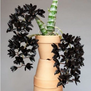 Fredclarkeara After Dark Black Pearl w1 NFS