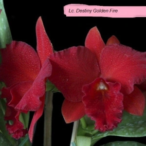 Lc. Destiny Golden Fire