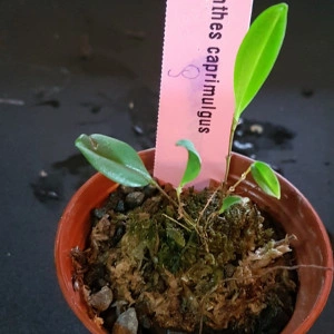 Lepanthes Caprimulgus FS - Img 3