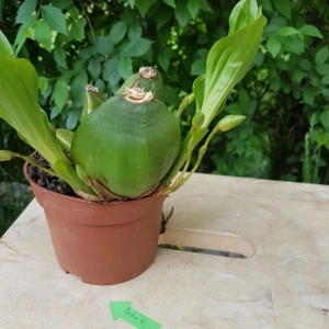 Lycaste Aromatica - Img 2