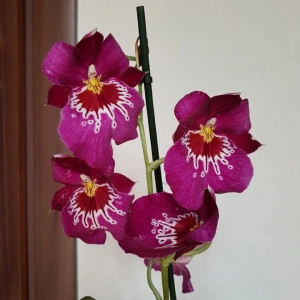 Miltoniopsis - Img 2