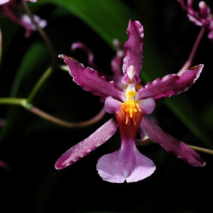 Oncidium Katarina Zoch - Img 2