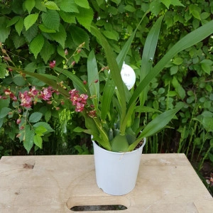 Oncidium Twinkle rosu - Img 2