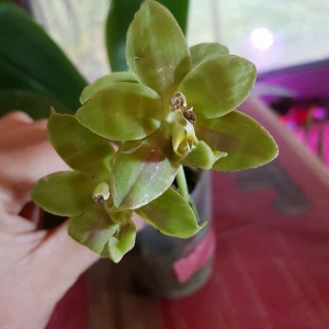 Phal. Brother Ambo Passion X Phal. Jessie Lee var. A FS - Img 3