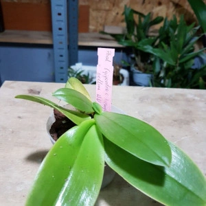 (Phal, Gigantea X Phal. Hierogliphyca) X Phal. Bellina WU - Img 2