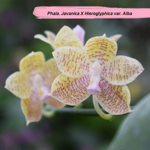 Phal. Javanica X Phal. Hieroglyphica var. alba FS