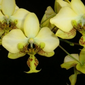 Phal. Stuartiana var. Nobilis FS