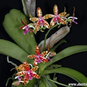 Phalaenopsis Bastianii FS