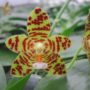 Phalaenopsis Gigantea x Tsays Evergreen FS