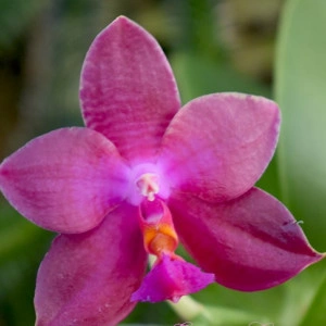 Phalaenopsis Jungo Cherry SKY - Img 2