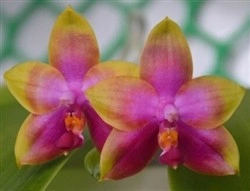 Phalaenopsis Princess Kaiulani FS