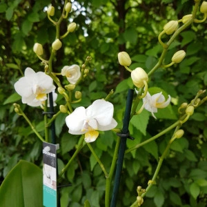 Phalaenopsis Sogo Popcorn