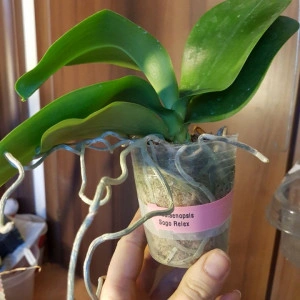 Phalaenopsis Sogo Relex FS j2 - Img 3