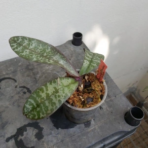 Phalaenopsis Stuartiana var. Punctatissima FS - Img 2