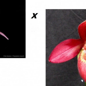 Phragmiopedilum Ainsworthii x Dick Clements FS - Img 2
