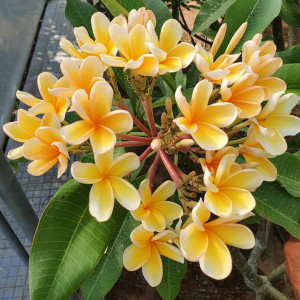 Plumeria Afrique