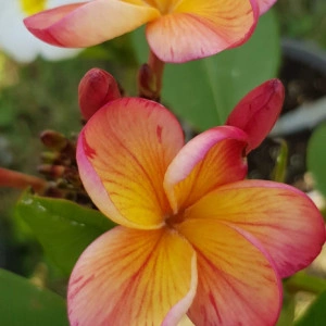 Plumeria Desert Sunrise