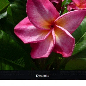 Plumeria Dynamite