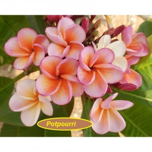 Plumeria Potpouri
