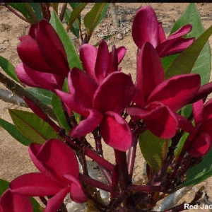 Plumeria Red Jack