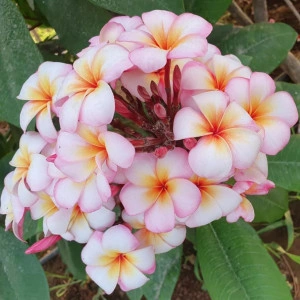 Plumeria Thumbalina