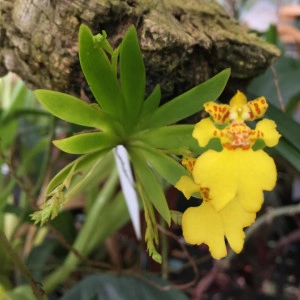 Psygmorchis (Oncidium) pusilla - Img 2