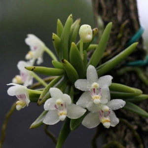 Pteroceras semiteretifolium