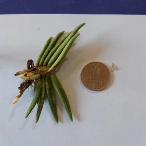 Pteroceras semiteretifolium - Img 2