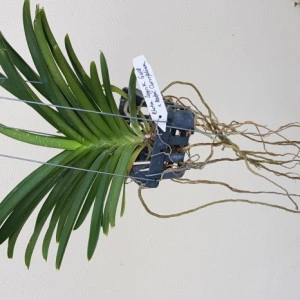 RHCTM. Sagrik Gold x ASCTM. Curvifolium, double plants - Img 2