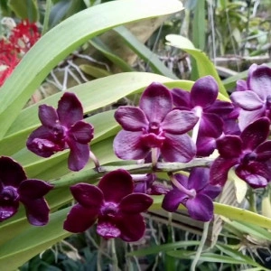 Rhynchovanda Sri Siam x Rhyncostylis Gigantea red/red-1 w2 FS
