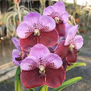 V. Pimchai Beauty x V. Leenawat FS
