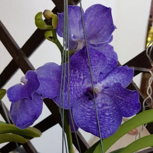 Vanda Blue Magic SS1 - Img 4