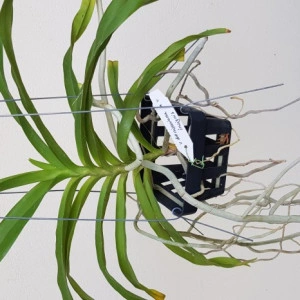 Vanda Denisoniana x Vanda Insignis - Img 2