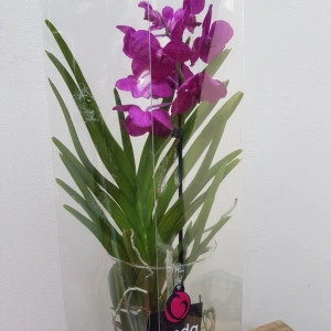 Vanda Mix in vas de sticla - Img 2