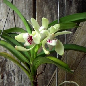 Vanda Pumila FS