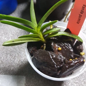 Vanda Pumila FS - Img 4