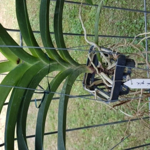 Vanda Sanchai Gold - Img 2