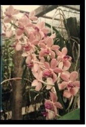 Vandachostylis Colmarie x Rhyncostylis Gigantea w1 FS