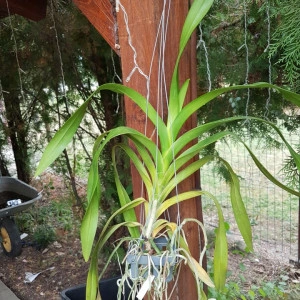 Aerides Korat - Img 2