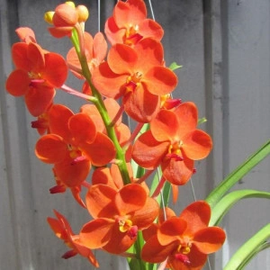Ascocenda Orange Tangarine