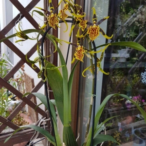 Brassia Mystic Maze - Img 2
