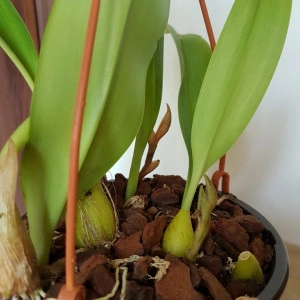 Bubophyllum lobbi - Img 3