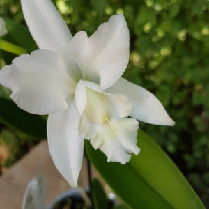 Cattleya alb - Img 2