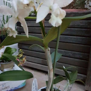 Cattleya alb - Img 4