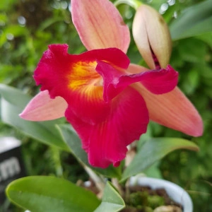 Cattleya roz degrade - Img 3