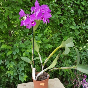 Cattleya Skinnerii Casa Luna - Img 2