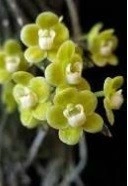 Chiloschista Parishii