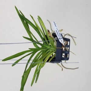 Christensonia Vietnamica x Vanda Insignis - Img 2