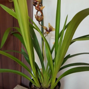 Cymbidium 1T - Img 2