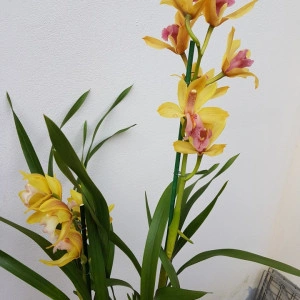 Cymbidium 2T